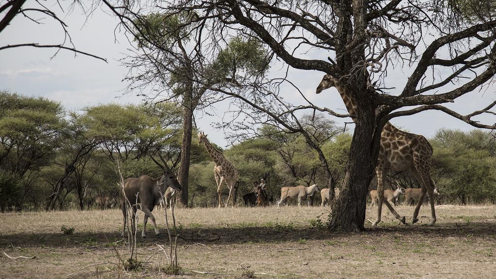 Royal Tree Lodge Maun Exterior foto